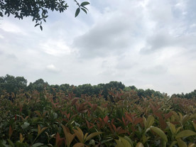 植物园