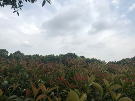 植物园