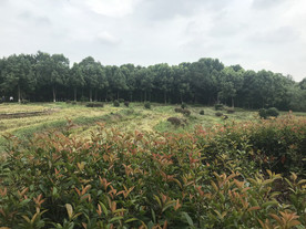 植物园