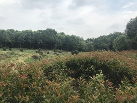 植物园
