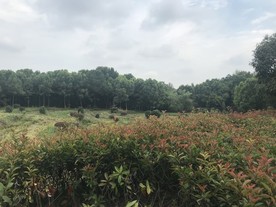 植物园