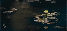 唯美荷花