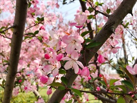 桃花朵朵开