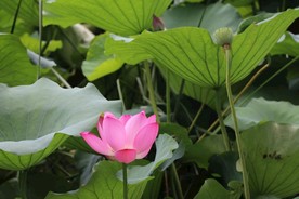 映日荷花别样红