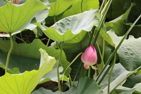 映日荷花别样红