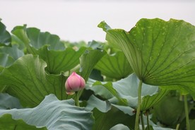 映日荷花别样红