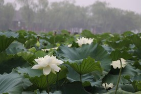 荷塘荷花