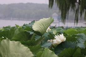 四面荷花三面柳，一城山色半城湖