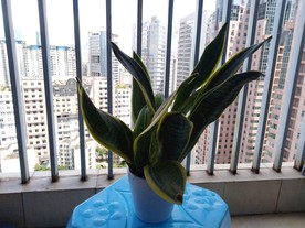 盆栽 植物 室内盆栽 办公盆栽