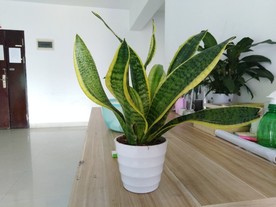 盆栽 植物 室内盆栽 办公盆栽