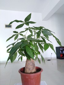 盆栽 植物 室内盆栽 办公盆栽