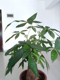 盆栽 植物 室内盆栽 办公盆栽