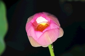 蕾