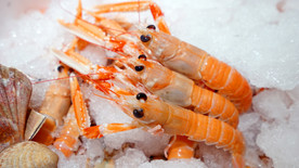深海小龙虾