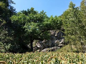 谷子地