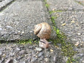 蜗牛