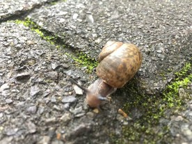 蜗牛