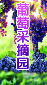葡萄采摘园