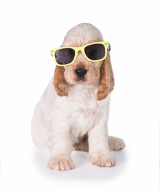 英国可卡犬图片