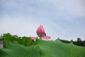 夏荷