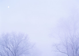 雪中的树林