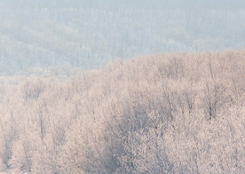 雪中的树林