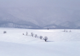 雪原