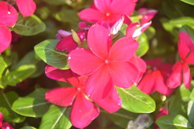 长春花