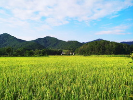 稻田