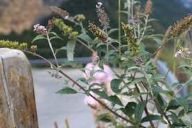草