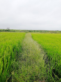 田野 乡间田野