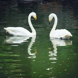 北京动物园之小天鹅