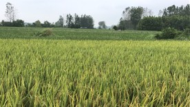 成熟水稻