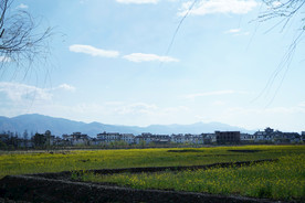 大理 村落 油菜花