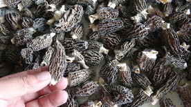 云南满泽羊肚菌图片