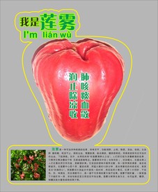 莲雾