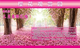 樱花观赏园