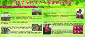 台湾火龙果