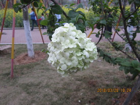 木绣球花