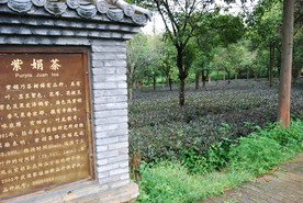 紫鹃 云南 普洱茶树