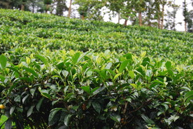 西双版纳普洱茶 云南大叶种茶