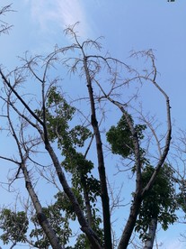 树与天空