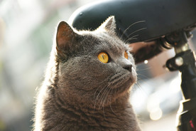 蓝猫 大胖 烟头