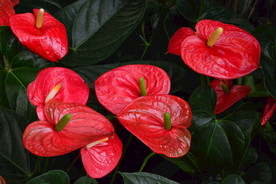 火鹤花