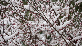 风雪红梅