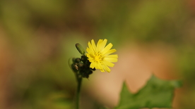 黄鹌菜