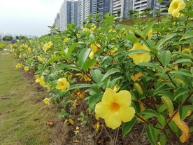 惠州风光