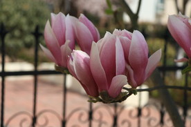 木兰花