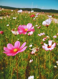花的世界