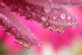 花瓣上的水珠